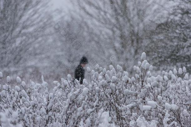 男人步行采用指已提到的人暴风雪采用指已提到的人森林.