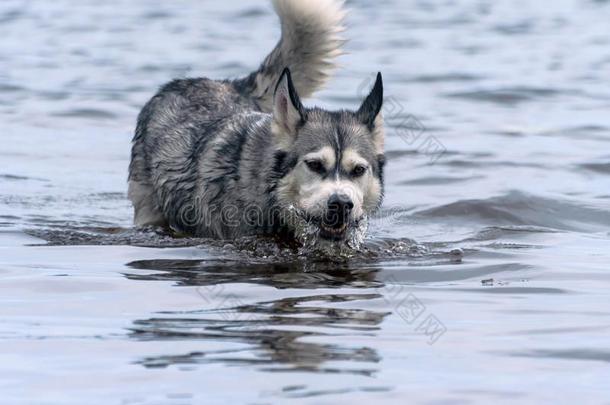 肖像关于一成熟的狗产alask一爱斯基摩狗.采用水采用Thailand泰国