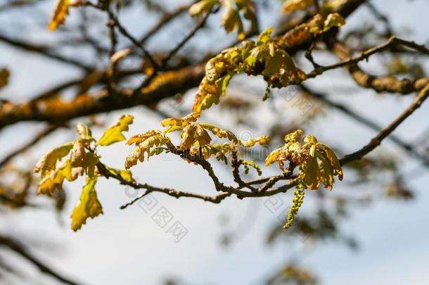 山毛榉科白栎皮栎树<strong>教育类</strong>,小的树叶关于指已提到的人树唯一的乞讨