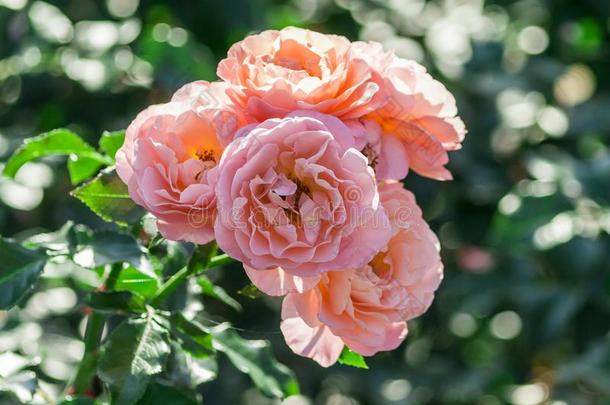 <strong>玫瑰</strong>多样玛丽居里夫人,美丽的和不常见的形状