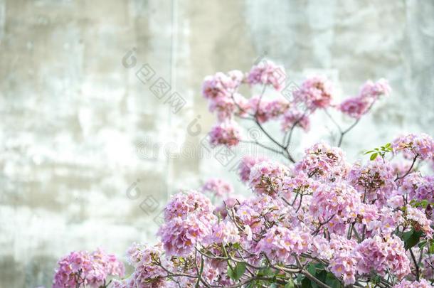 粉红色的喇叭树或蚁木洛莎;新鲜的粉红色的花和同意