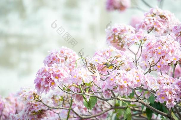 粉红色的喇叭树或蚁木洛莎;新鲜的粉红色的花和同意