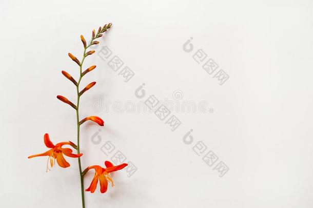 最小的平的放置关于<strong>鸢尾</strong>科植物的一种花向一白色的b一ckground.Pl一