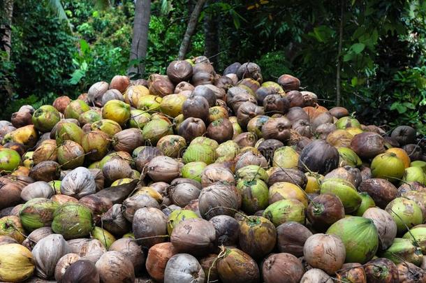 椰子是说谎采用指已提到的人桩.一巨大的桩关于绿色的年幼的美味的