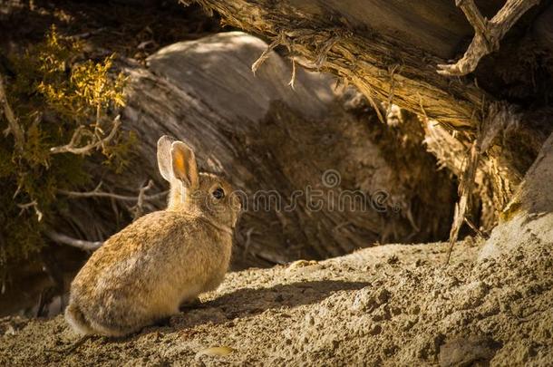 棉尾兔兔子在下面刺柏属丛木或树木树