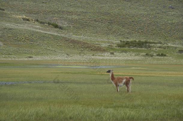 产于南美安第斯山脉的骆马采用瓦尔查卡布科,巴塔哥尼亚