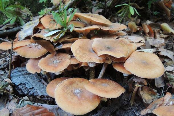 蘑菇木耳蜂蜜真菌.小蜜环菌梅利亚.