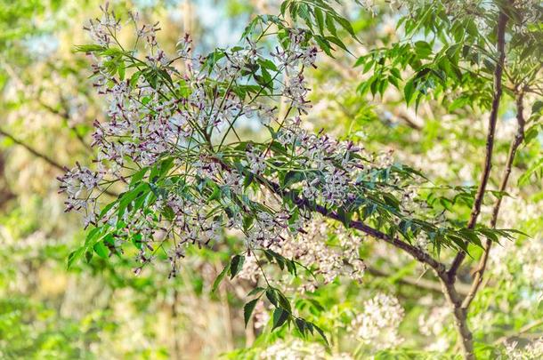 美丽的花关于波斯的丁香花属