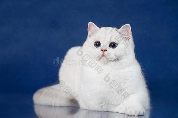 不列颠的白色的短毛猫年幼的猫和魔法蓝色眼睛,不列颠