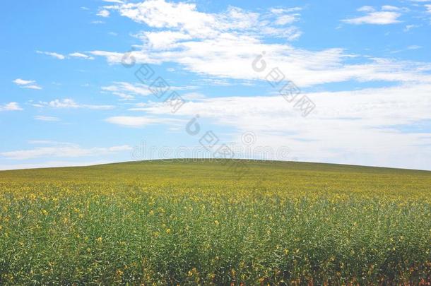 黄色的加拿大油菜花春季草地在下面蓝色天背景