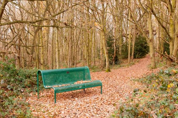 绿色的森林公众的长凳空的单独树弓形秋冬