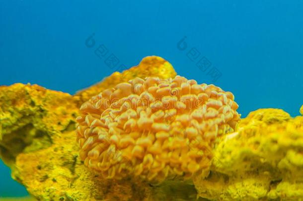 富有色彩的在水中的珊瑚礁采用水族馆.在水中的世界机智