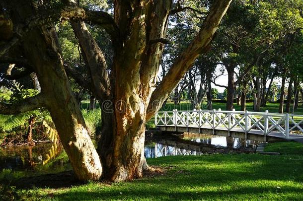 百合花池塘桥采用<strong>一百周年</strong>公园,悉尼