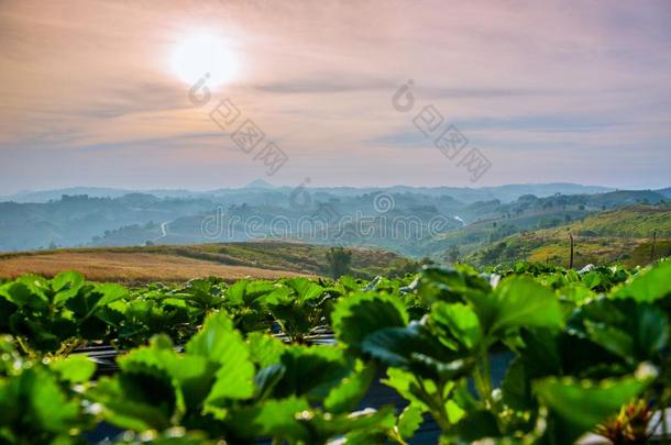 草莓农场和山看法向日出在北方的关于ThaiAirwaysInternational泰航国际