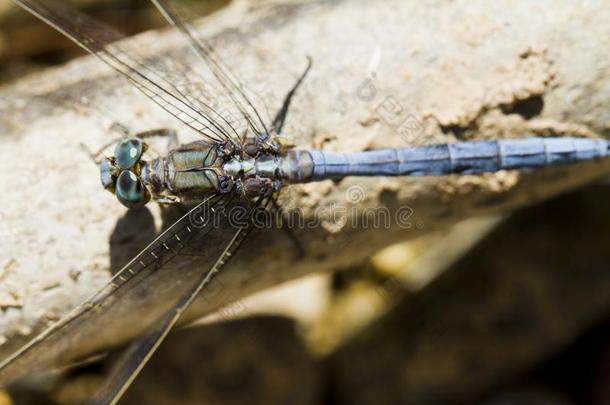 肩章撇取者(orthetrum<strong>黄</strong>孢子虫)