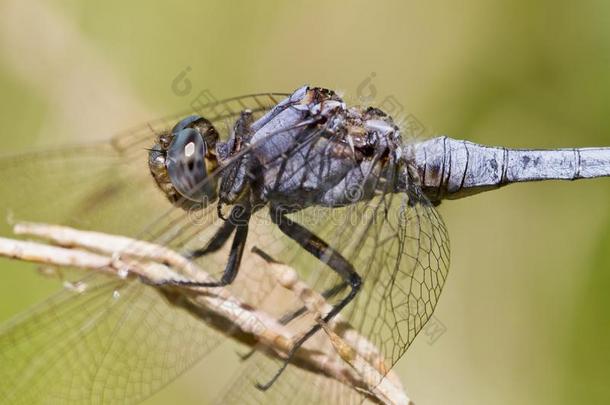 肩章撇取者(orthetrum<strong>黄</strong>孢子虫)