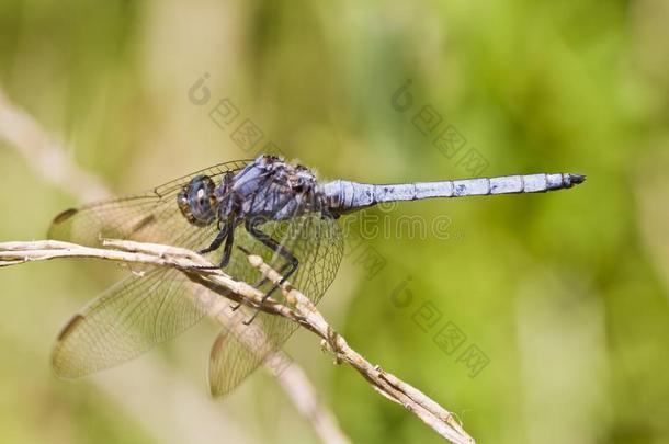 肩章撇取者(orthetrum<strong>黄</strong>孢子虫)