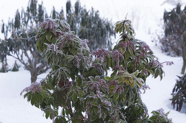 常绿植物杜鹃花芽和离开春季花园,雪coverage范围