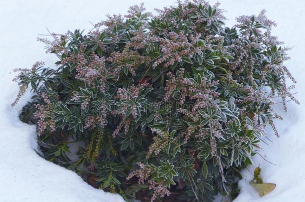 常绿植物杜鹃花芽和离开春季花园,雪coverage范围