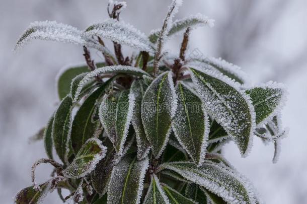 常绿植物杜鹃花芽和离开春季花园,雪coverage范围