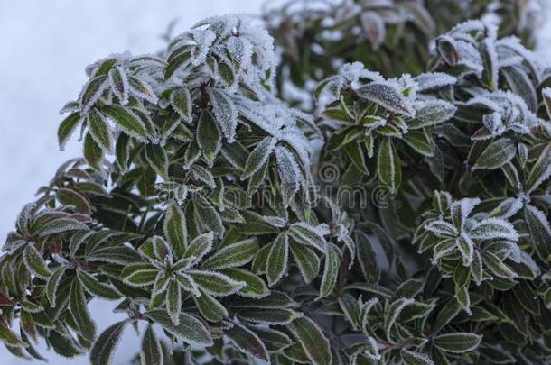 常绿植物杜鹃花芽和离开春季花园,雪coverage范围