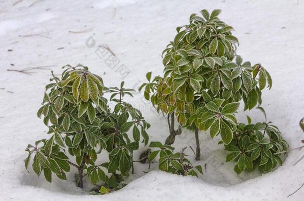 常绿植物杜鹃花芽和离开春季花园,雪coverage范围