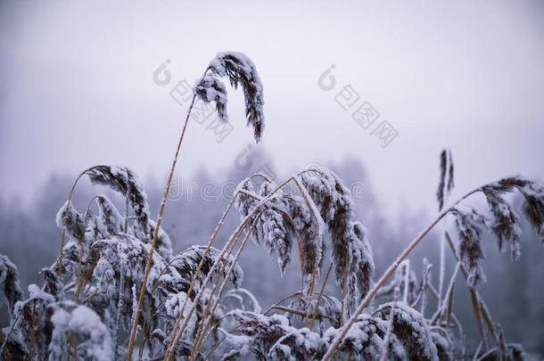 冬,使结冰霜,自然风景向指已提到的人草大量的和使结冰霜