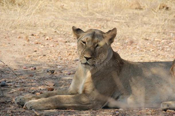 打折狮子在的时候一天时间在警卫n在ional公园坦桑尼亚