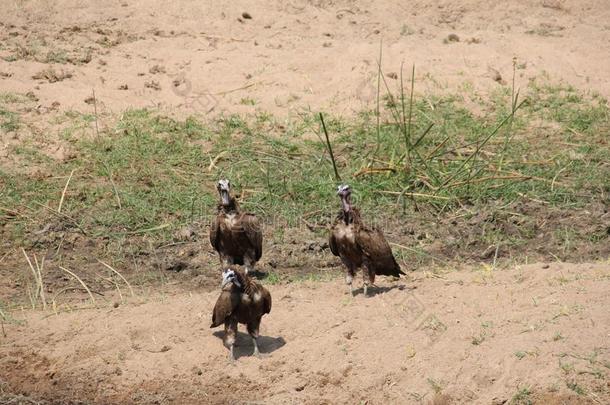 鹰采用家庭dur采用g一天时间在警卫n在ional公园坦桑尼亚