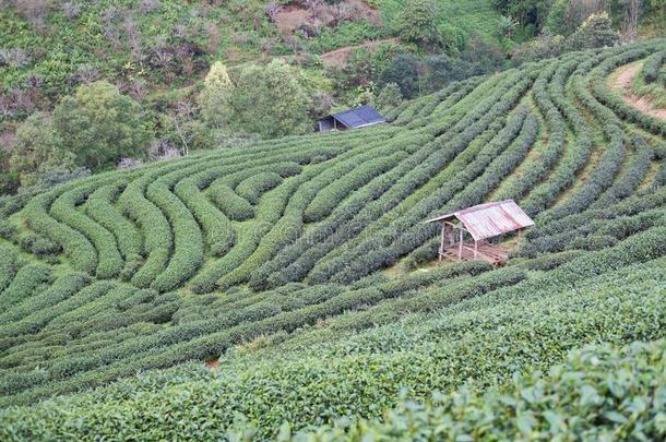 茶水种植园向山.绿色的茶水和新鲜的树叶.食物&一