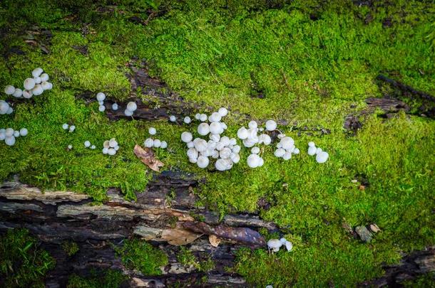 苔藓和野生的蘑菇向练习用球瓶采用KawaguchiElectricWorksCo更多的平底锅自然跟踪长途跋涉