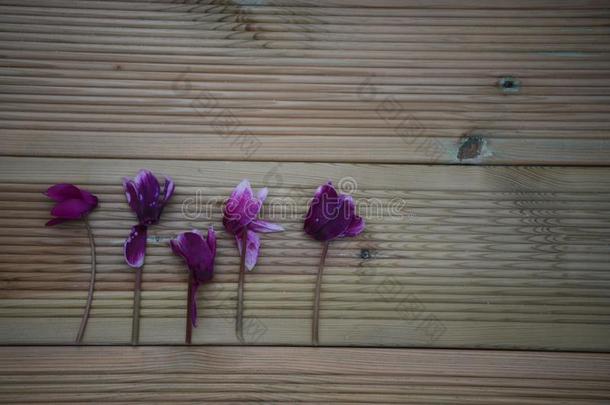 冬摄影影像关于粉红色的紫色的<strong>樱草</strong>属植物花从我的