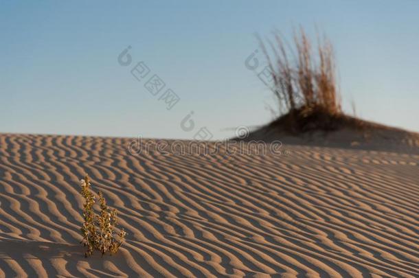 花和逐渐扩散的感觉采用沙丘在莫纳汉斯桑希尔
