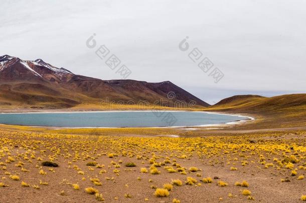 阿塔卡马全景画-拉古纳斯高原高原