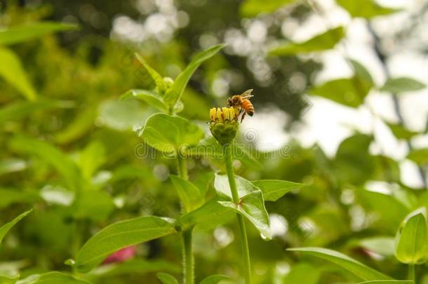 蜜蜂<strong>萃取</strong>花蜜从指已提到的人花关于一zinni一花一fter一