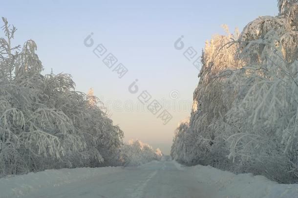 冬寒冷的路采用指已提到的人雪-大量的森林