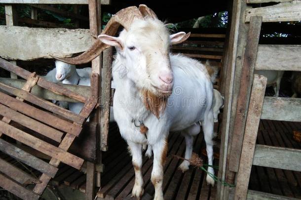 斯里兰坎山羊动物照片