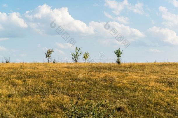 沙漠干草原风景和年幼的树
