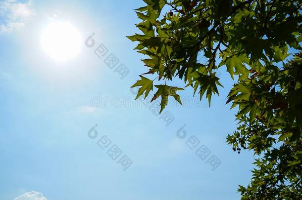 自然的新鲜的绿色的枫树树叶植物的叶子树枝向明亮的日