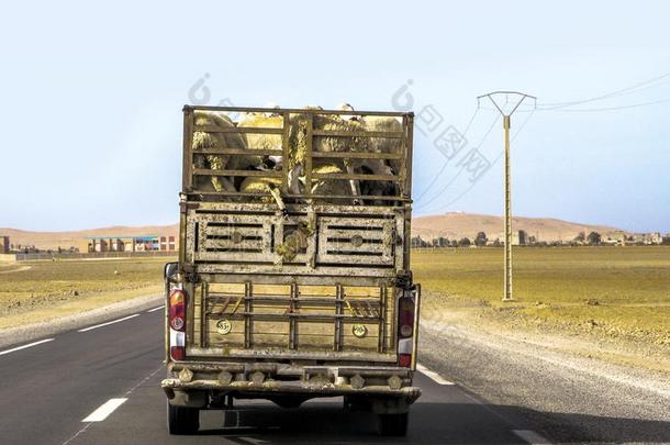 羊运送向一运货汽车采用摩洛哥羊皮革