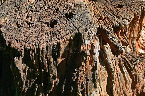 织地粗糙的干的干燥的木制的树桩关于一将切开树