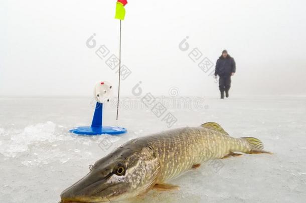 冬捕鱼从指已提到的人冰
