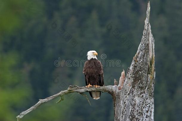 秃头的鹰,卤虫白脑,美国阿拉斯加州