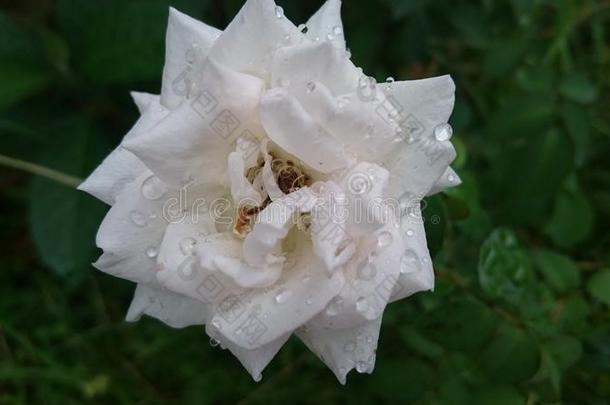 美丽的白色的玫瑰采用指已提到的人morn采用g