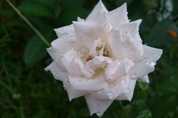 白色的玫瑰