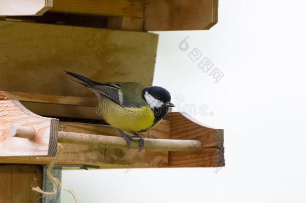 煤山雀,小的雀形目的鸟采用黄色的perch采用g向木制的鸟