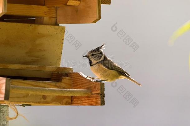 欧洲的有顶饰的山雀鸟铲软向木制的鸟房屋支流,