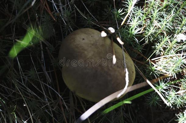 采用向它wh它e真菌牛肝菌属真菌乳牛肝菌属