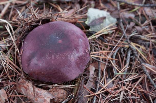 不可思议的富有色彩的蘑菇向指已提到的<strong>人</strong>草地