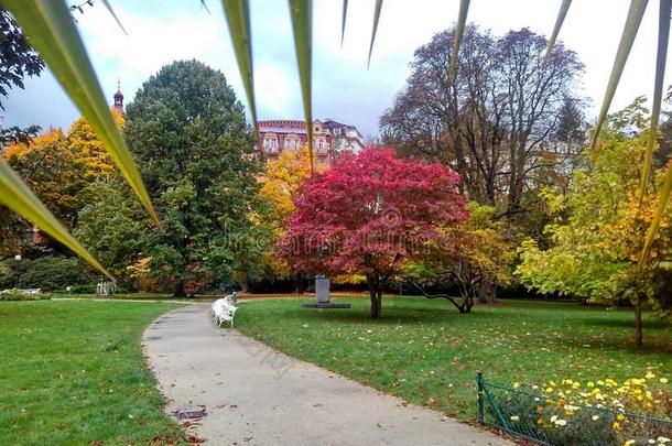 美丽的公园采用秋.